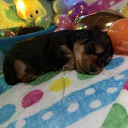 Peep 3 - Black and tan male Morkie puppy in Lawrenceville, Georgia from Georgias Finest Puppies