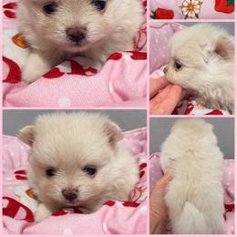 IVORY  KOREAN - Cream female Pomeranian puppy in Orlando, Florida from Denise’s Puppies