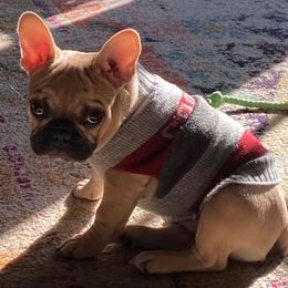 French Bulldogs from Labour of Love French Bulldogs