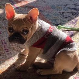French Bulldogs from Labour of Love French Bulldogs