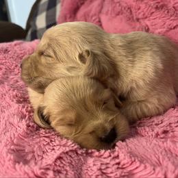 Honey - Golden female Golden Retriever puppy in Blackfoot, Idaho from Ivy’s Goldens