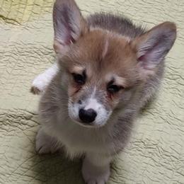 Pembroke Welsh Corgis from Mai Tai Corgis