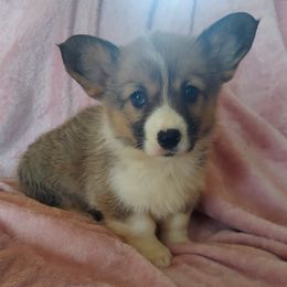 "Beautiful girl available still 😊" American Corgi and Pembroke Welsh Corgi Puppies from Sarah Gugeler