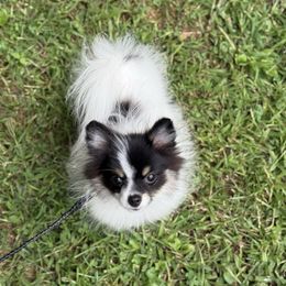 TINY Beauty - Black and tan parti female Pomeranian puppy in Zionville, North Carolina from Shaner Poms