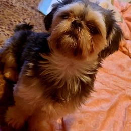 Simba - Shih Tzu