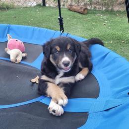 Seal - Seal male Border Collie puppy in Morgan, Texas from Shooting Star Ranch