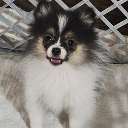 Piper - Tri-colored female Pomeranian puppy in Youngsville, New York from Starlight Poms