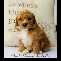 Girl 3 - Red female Australian Labradoodle puppy in Florence, New Jersey from Royal Manor Labradoodles