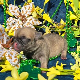 Fawn Girl - Fawn female Pug puppy in Tulsa, Oklahoma from Locust Creek Pugs