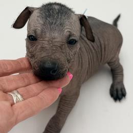 Nova - Black male Xoloitzcuintli puppy in West Jordan, Utah from Majestic Nakids