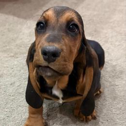 Professor Severus Snape - Black tan and white male Basset Hound puppy in Leroy, Michigan from Iron Sentry Farms