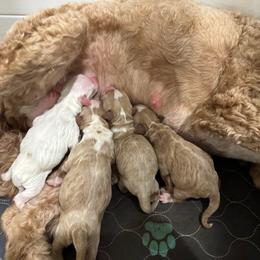 Blue - M - Red  male Goldendoodle puppy in Ruthorfordton, North Carolina from Duncan Doodles Goldendoodles