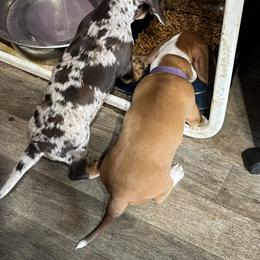 Dachshund Puppies from Witchy Woman’s Wiener’s