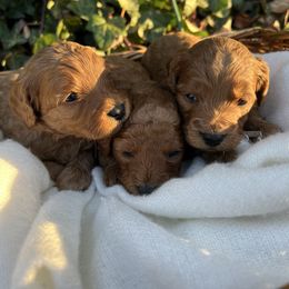 Cavapoo puppies from Puppy Buddy USA
