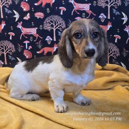 Sneezy - Cream male Dachshund puppy in Willard, Utah from Simply Sharing Love
