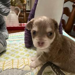 Washington (George) - Silver and white female Chihuahua puppy in Ochlocknee, Georgia from High Cotton Chihuahuas