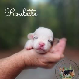 Roulette - Gray and white female American Corgi puppy in Cameron, North Carolina from Butts Family Corgis