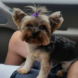 Yorkshire Terriers from Brenda Bone's Yorkshire Terriers
