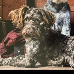 Jack - Miniature Schnauzer