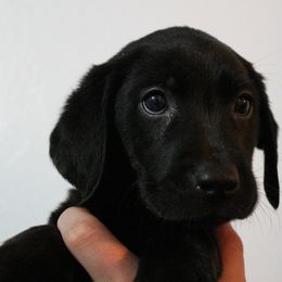 Golden Retriever and Labrador Retriever Puppies from Trenlock Kennels