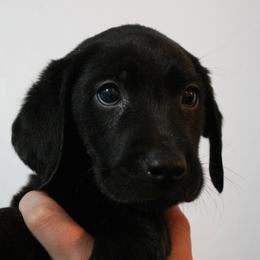 Golden Retriever and Labrador Retriever Puppies from Trenlock Kennels