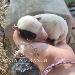Linus Van Pelt - Blue male Australian Cattle Dog puppy in Silsbee, Texas from Rockin ND Ranch