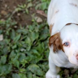 Cosmo - Orange and white male Brittany puppy in Downers Grove, Illinois from Attitude Brittanys
