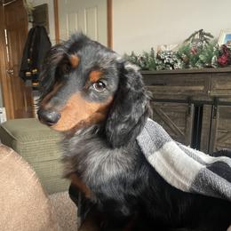 Yeti - Dachshund