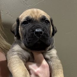 Maroon Male - Reddish brown male Boerboel puppy in Manitowoc, Wisconsin from Mae Boerboel