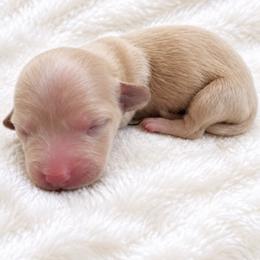 Ivy - Cream female Dachshund puppy in Sebring, Florida from Mini Weenies