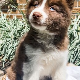 Siberian Husky Puppies from Wooly Woof Siberians