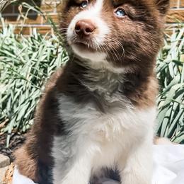 Siberian Husky Puppies from Wooly Woof Siberians
