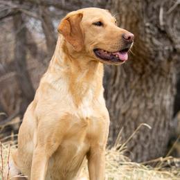 Labrador Retrievers from Boulder Flat British Labradors