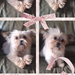 Willow - Sable female Mi-Ki puppy in Toronto, Ohio from Shekinah’s Mi-Kis & Cricket Hill’s Westies