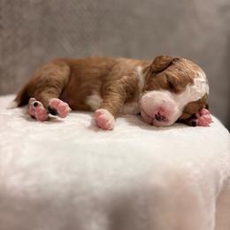 Johnny - Brown and white male Bernedoodle puppy in Jacksonville, Florida from Star of the Sea Doodles