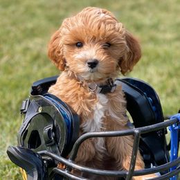 Sister - Goldendoodle