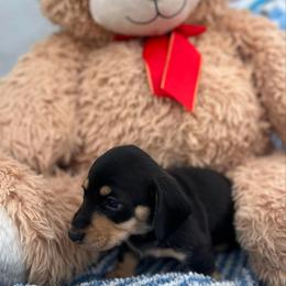 Male2 - Black and cream male Dachshund puppy in Chino Hills, California from Wooofyland LLC