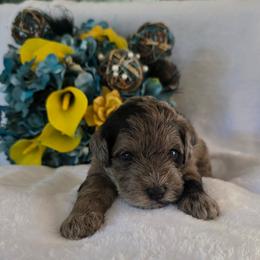 Bruce - Merle male Schnoodle puppy in Novinger, Missouri from Stormi Sky Schnoodles