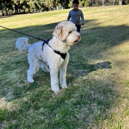 Aussie - Aussiedoodle