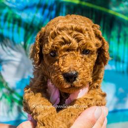 Poodle Puppies from Southern Girls Poodles
