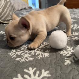 French Bulldog Puppies from Highley’s  Frenchies