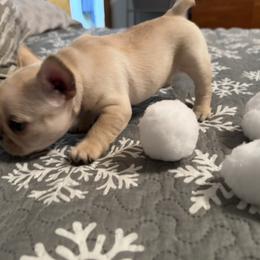 French Bulldog Puppies from Highley’s  Frenchies