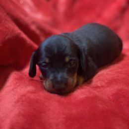 Connor - Black and tan male Dachshund puppy in Richmond, Virginia from Paw Prints
