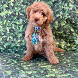 Frosted Flakes - Apricot male Goldendoodle puppy in Taylorsville, North Carolina from Heartfelt Doodles