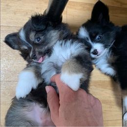 Toy Australian Shepherd Puppies from Desert Fox Aussies