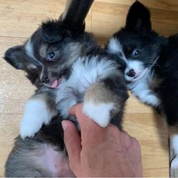Toy Australian Shepherd Puppies from Desert Fox Aussies