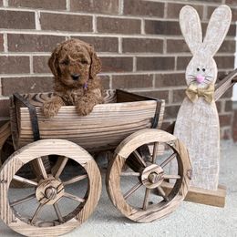Lilly - Red  Goldendoodle puppy in Kernersville, North Carolina from Doodle Acres