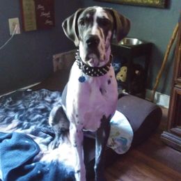 Siberian Huskies from Loupin's Kennel