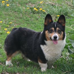 Dallas - Pembroke Welsh Corgi