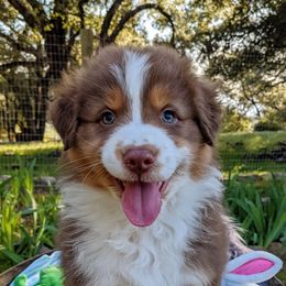 Australian Shepherds from The Mead Ranch